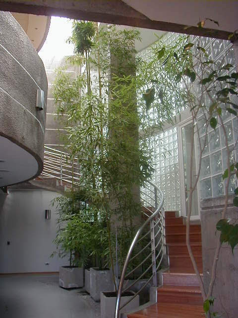Olivos — foto 7